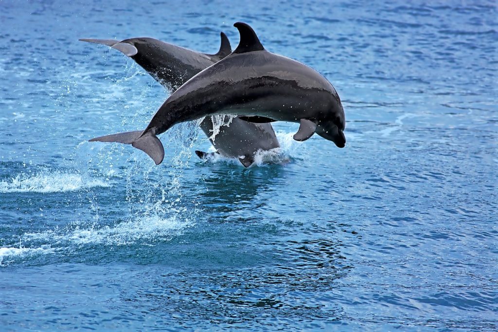 Bottlenose Dolphin, Pamilacan