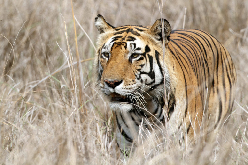 Large male Bengal tiger in the wild, India