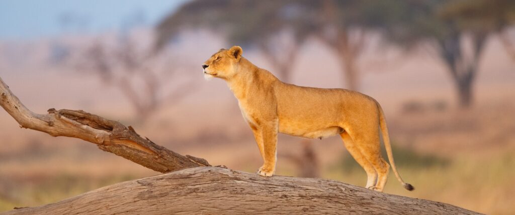 Female Lion in the Serengeti, Tanzania Africa