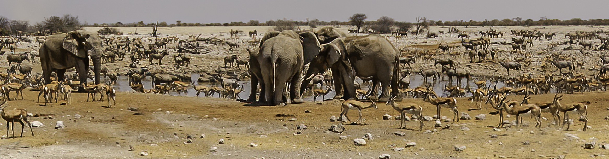 Many Animals at the waterhole at