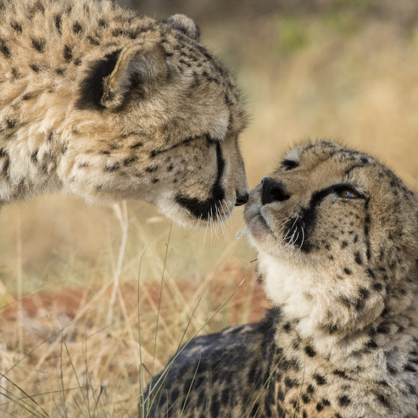 Okonjima Day Centre cheetahs